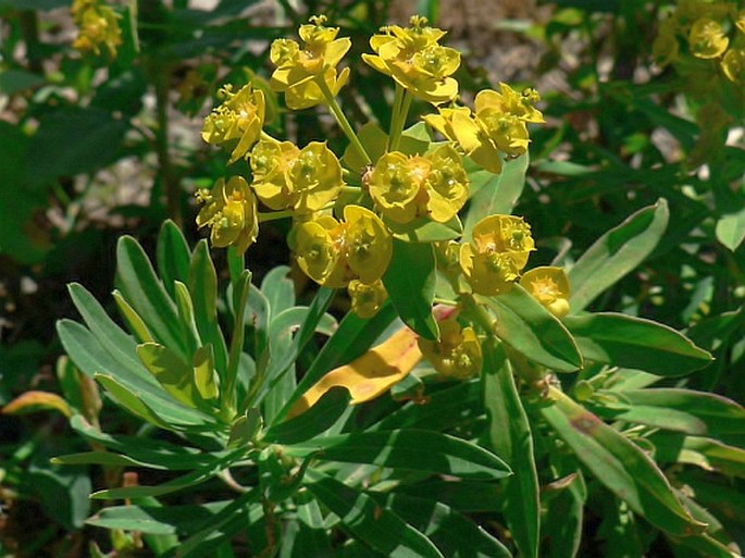 EUPHORBIA SALICIFOLIA Host - pryšec vrbolistý / mliečnik vŕbolistý