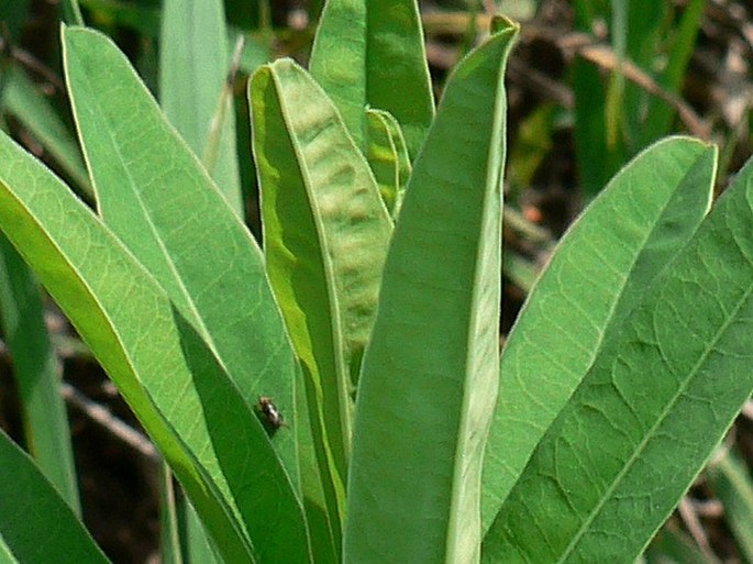 Euphorbia salicifolia