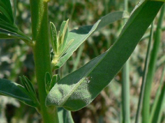 Euphorbia salicifolia