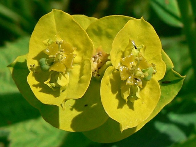 Euphorbia salicifolia