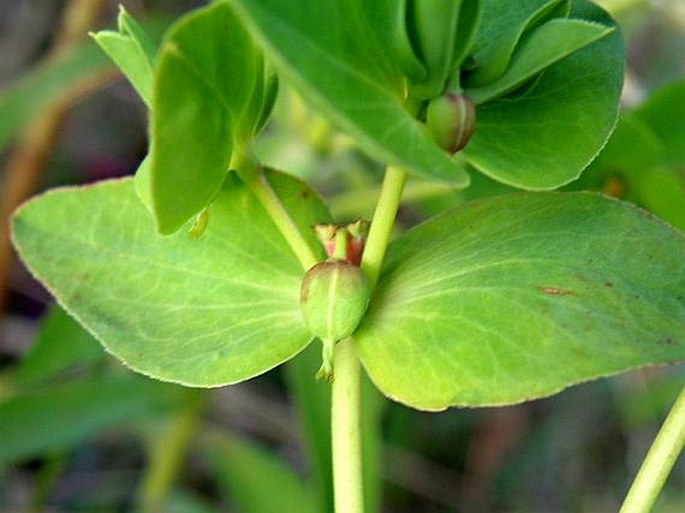 Euphorbia schimperiana