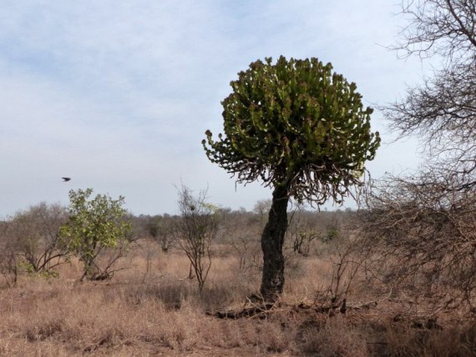 Euphorbia cooperi