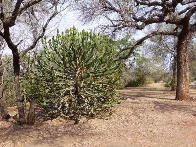 Euphorbia cooperi