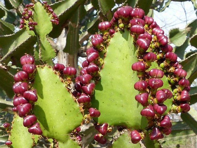 Euphorbia cooperi