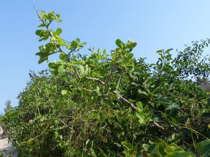 Euphorbia cuneata