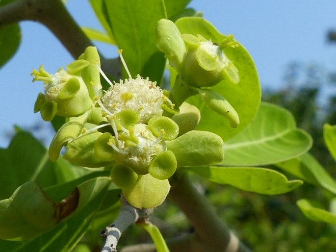 Euphorbia cuneata