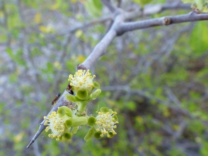 Euphorbia cuneata