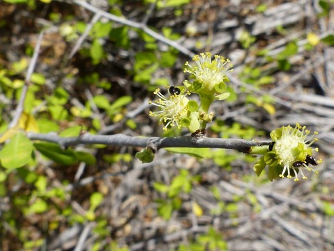 Euphorbia cuneata