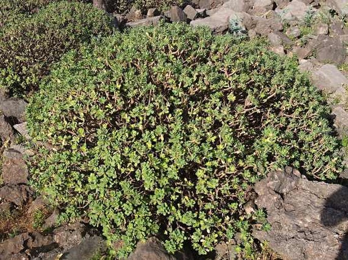 Euphorbia balsamifera subsp. adenensis