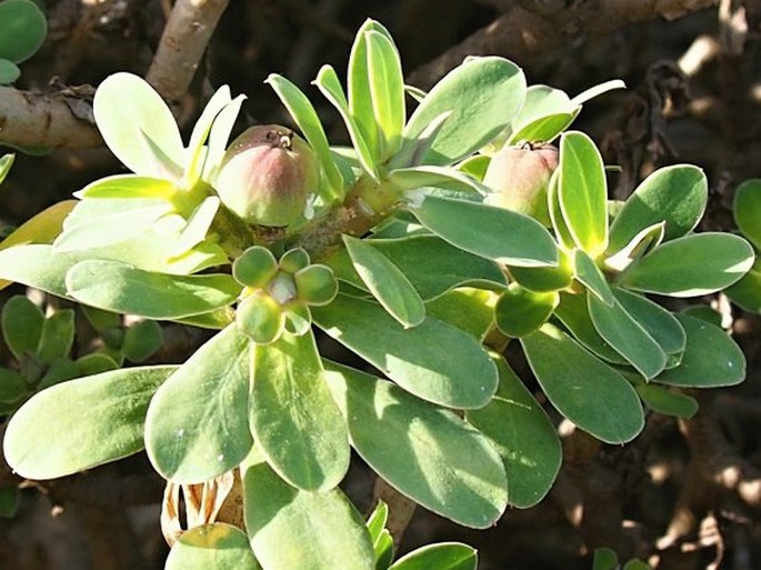 Euphorbia balsamifera subsp. adenensis