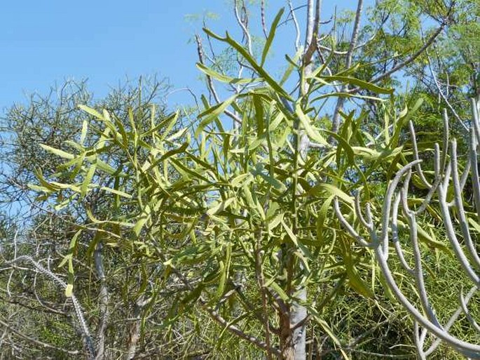 Euphorbia enterophora