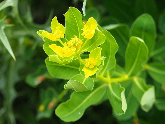 Euphorbia hyberna subsp. insularis