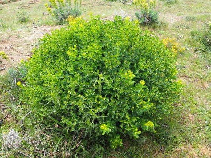 Euphorbia hyberna subsp. insularis