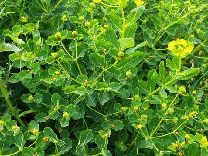 Euphorbia hyberna subsp. insularis