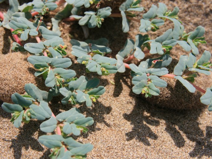 Euphorbia peplis