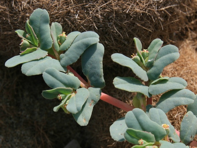 Euphorbia peplis