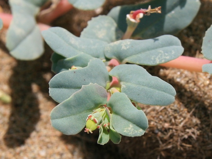 Euphorbia peplis