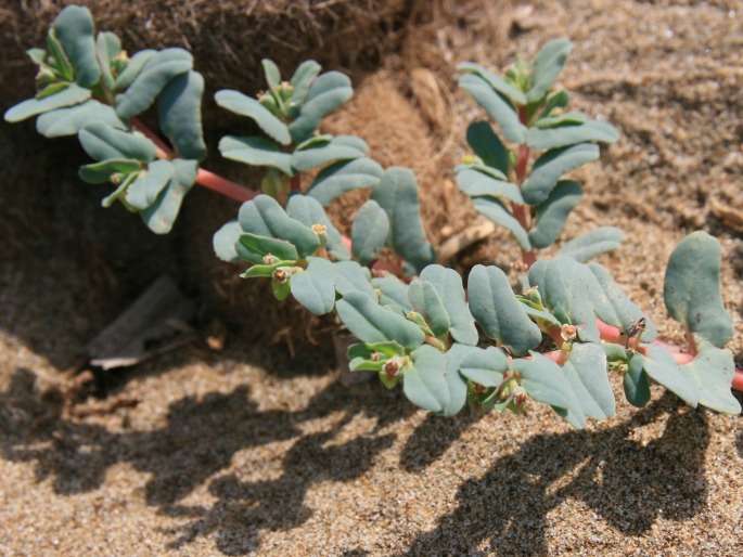 Euphorbia peplis