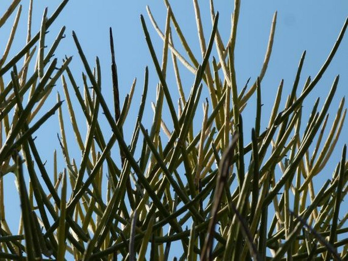 EUPHORBIA PLAGIANTHA Drake - pryšec / mliečnik