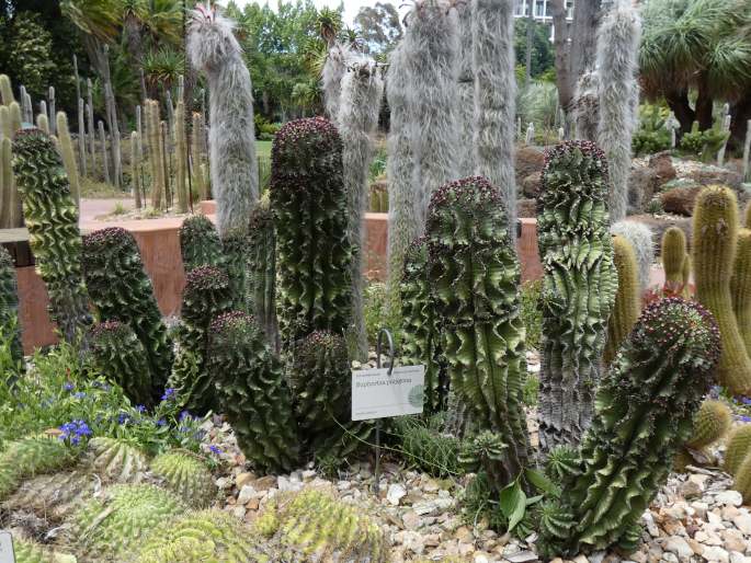 Euphorbia polygona