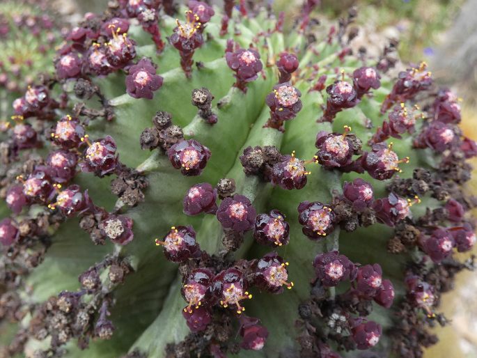 Euphorbia polygona