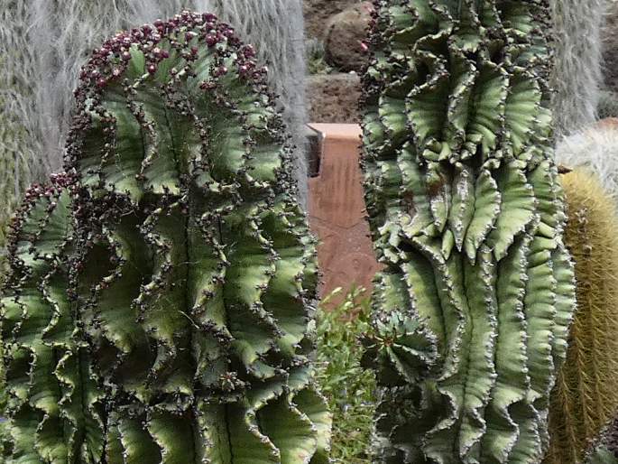 Euphorbia polygona