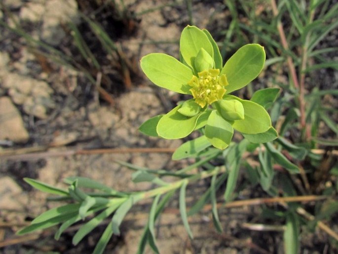 Euphorbia prolifera