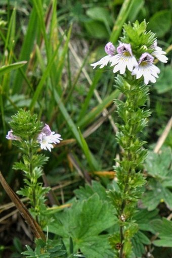 Euphrasia officinalis subsp. picta