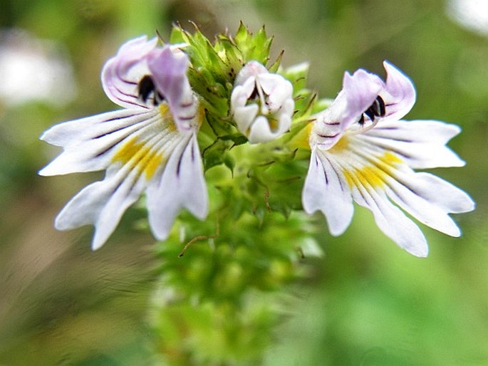 Euphrasia officinalis subsp. picta