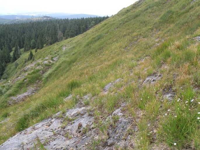 Euphrasia officinalis subsp. picta