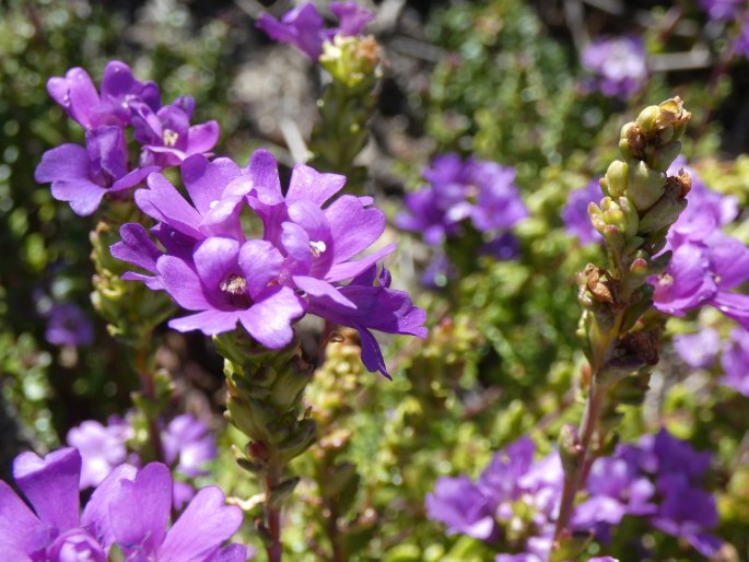 Euphrasia collina