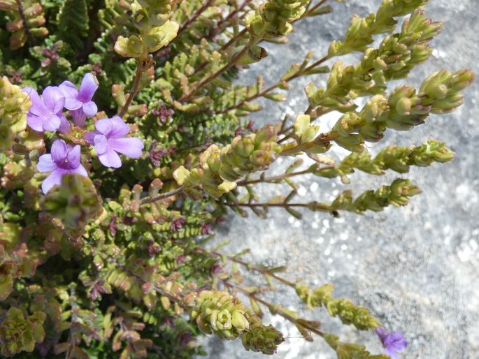 Euphrasia collina