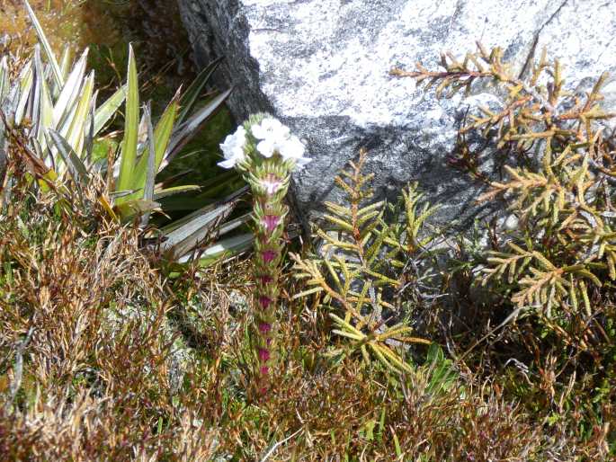 Euphrasia hookeri