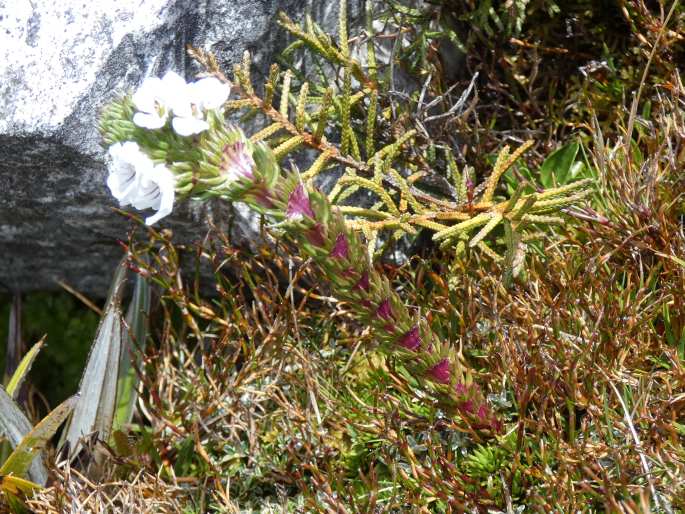 Euphrasia hookeri