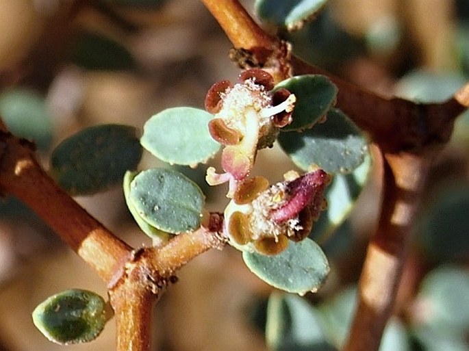 Euphorbia riebeckii