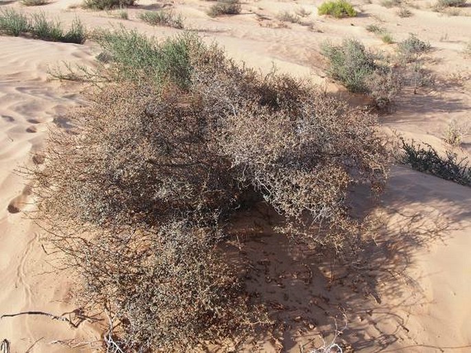 Euphorbia riebeckii