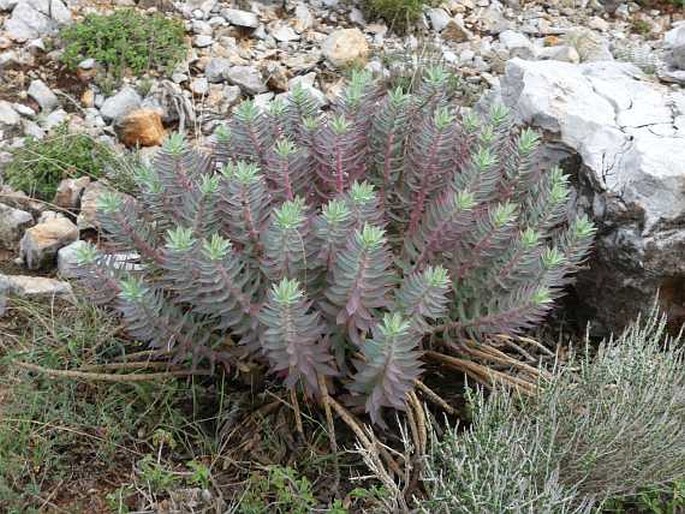 EUPHORBIA RIGIDA M. Bieb. - pryšec / mliečnik