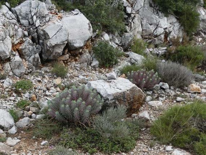 Euphorbia rigida