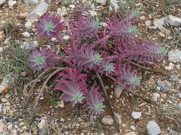 Euphorbia rigida