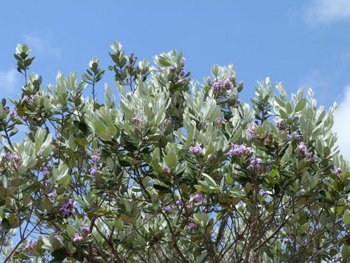 Euphronia guianensis