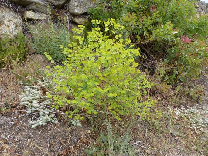 Euphorbia segetalis