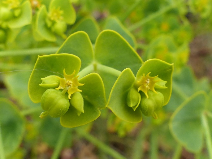 Euphorbia segetalis