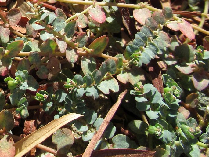 Euphorbia serpens