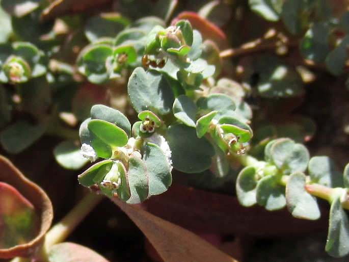 Euphorbia serpens