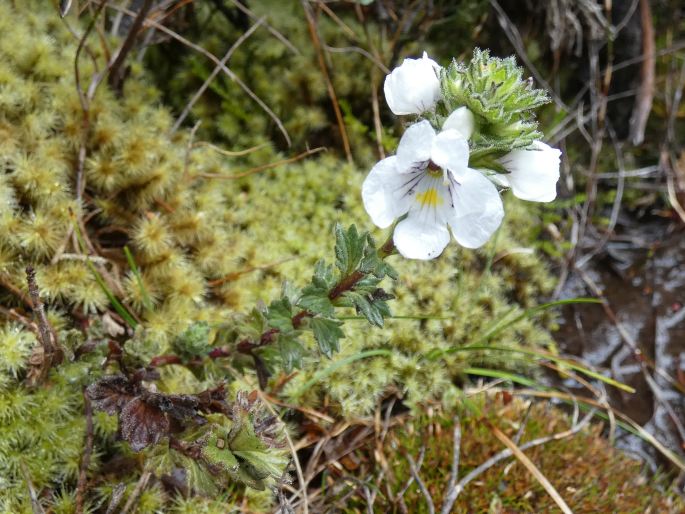 Euphrasia striata