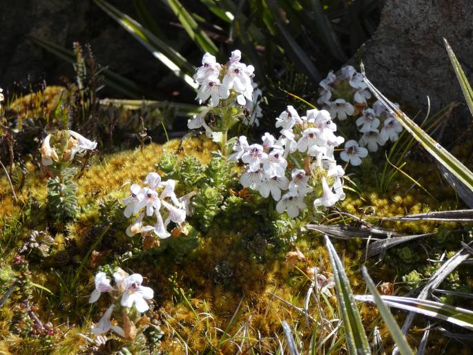 Euphrasia striata