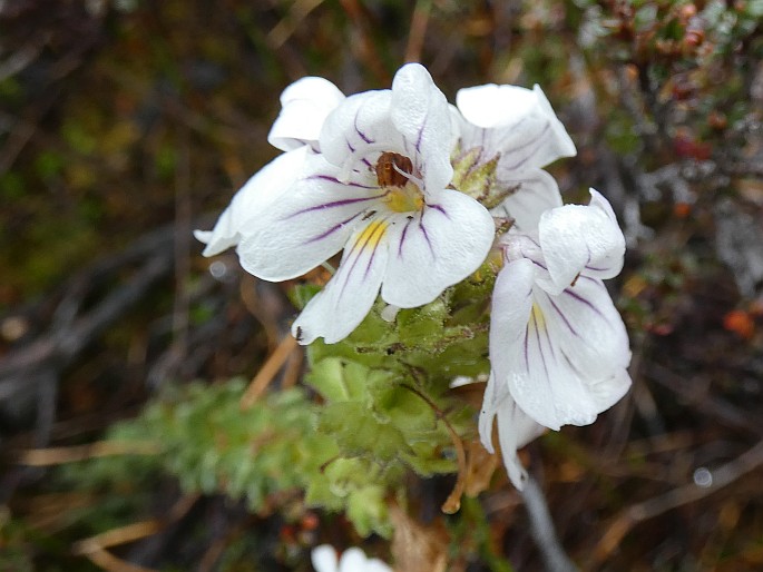 Euphrasia striata