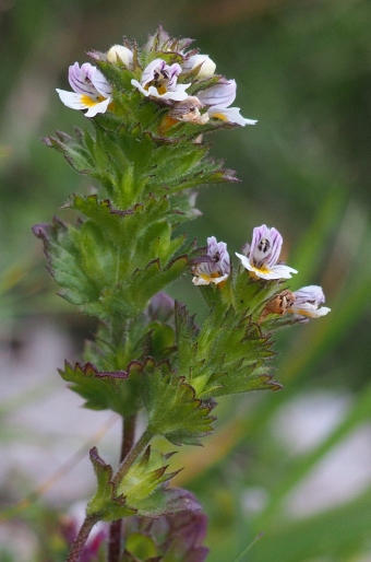 Euphrasia tatrae