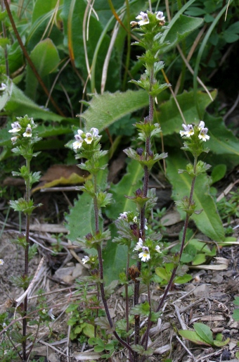 Euphrasia tatrae