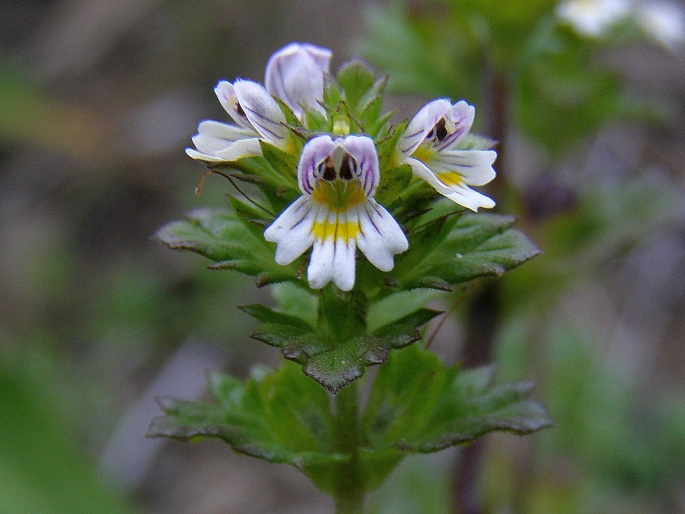 EUPHRASIA TATRAE Wettst. – světlík tatranský / očianka tatranská